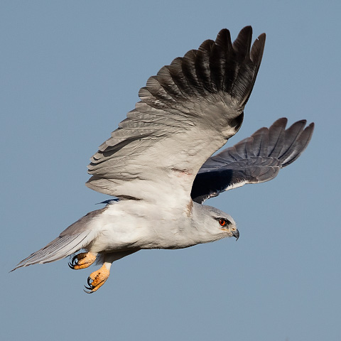 Black-shouldered Kite in flight